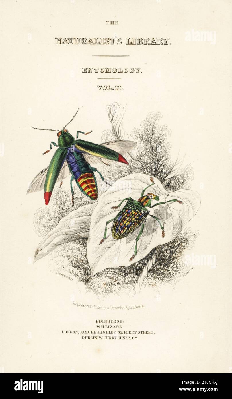 Title page with vignette of jewel beetle, Chrysochroa fulminans, and patch-winged diamond beetle, Curculio splendens. Handcoloured steel engraving by William Lizars after an illustration by James Stewart from James Duncans Natural History of Beetles, in Sir William Jardines Naturalists Library, W.H, Lizars, Edinburgh, 1835. James Duncan was a Scottish zoologist and entomologist 1804-1861. Stock Photo