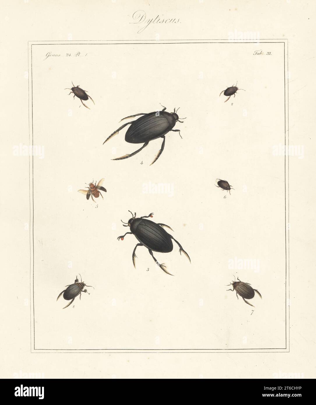 Water beetle, Hydroporus erythrocephalus 1, Agabus uliginosus 2,5, great silver water beetle, Hydrophilus piceus 3,4, Agabus bipustulatus 6, Graphoderus cinereus 7, and Acilius sulcatus 8. Handcoloured copperplate engraving from Thomas Martyns The English Entomologist, Exhibiting all the Coleopterous Insects found in England, Academy for Illustrating and Painting Natural History, London, 1792. Stock Photo