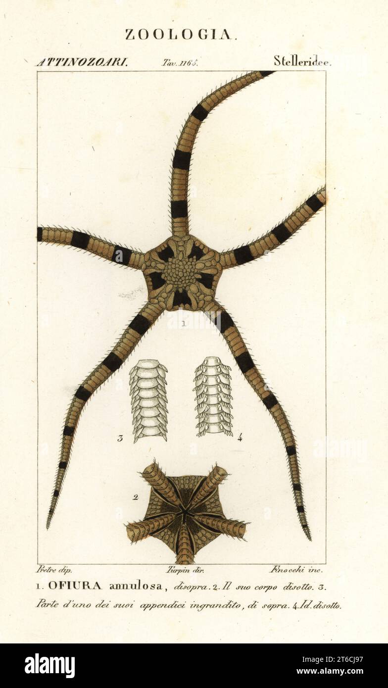 Brittle star echinoderm, Ophiomastix annulosa, Ophiura annulosa. Ofiura annulosa. Handcoloured copperplate stipple engraving from Antoine Laurent de Jussieu's Dizionario delle Scienze Naturali, Dictionary of Natural Science, Florence, Italy, 1837. Illustration engraved by Finocchi, drawn by Jean Gabriel Pretre and directed by Pierre Jean-Francois Turpin, and published by Batelli e Figli. Turpin (1775-1840) is considered one of the greatest French botanical illustrators of the 19th century. Stock Photo