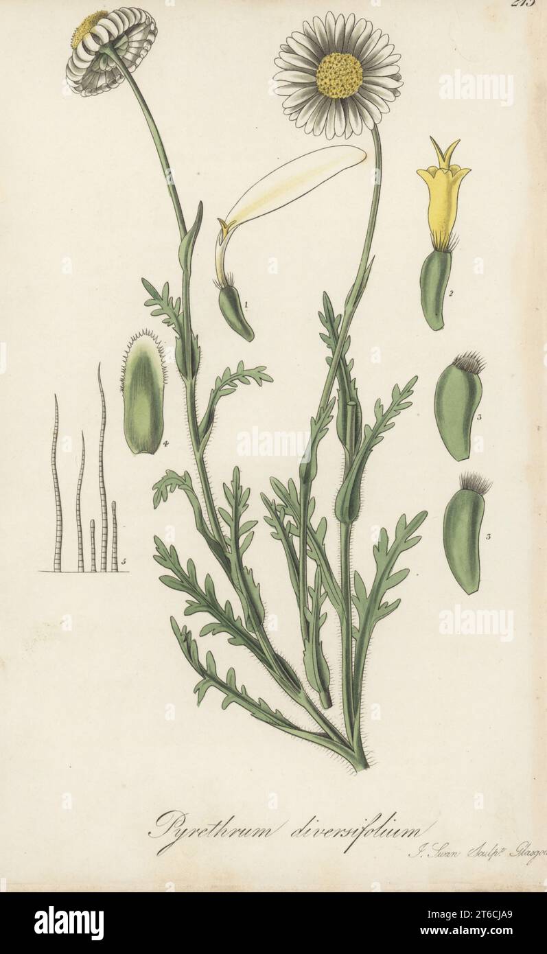 Brachyscome diversifolia. Native to Australia, seeds sent by Scottish botanist Charles Fraser, Colonial Botanist of New South Wales, flowered at Edinburgh Botanic Garden in 1825. Hairy New Holland pyrethrum, Pyrethrum diversifolium. Handcoloured copperplate engraving by Joseph Swan after a botanical illustration by William Jackson Hooker from his Exotic Flora, William Blackwood, Edinburgh, 1827. Stock Photo