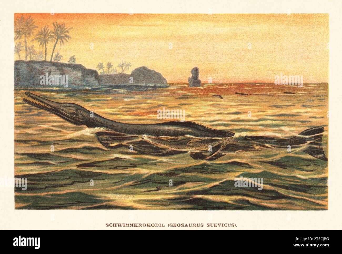 Cricosaurus suevicus, marine crocodyliform of the Late Jurassic