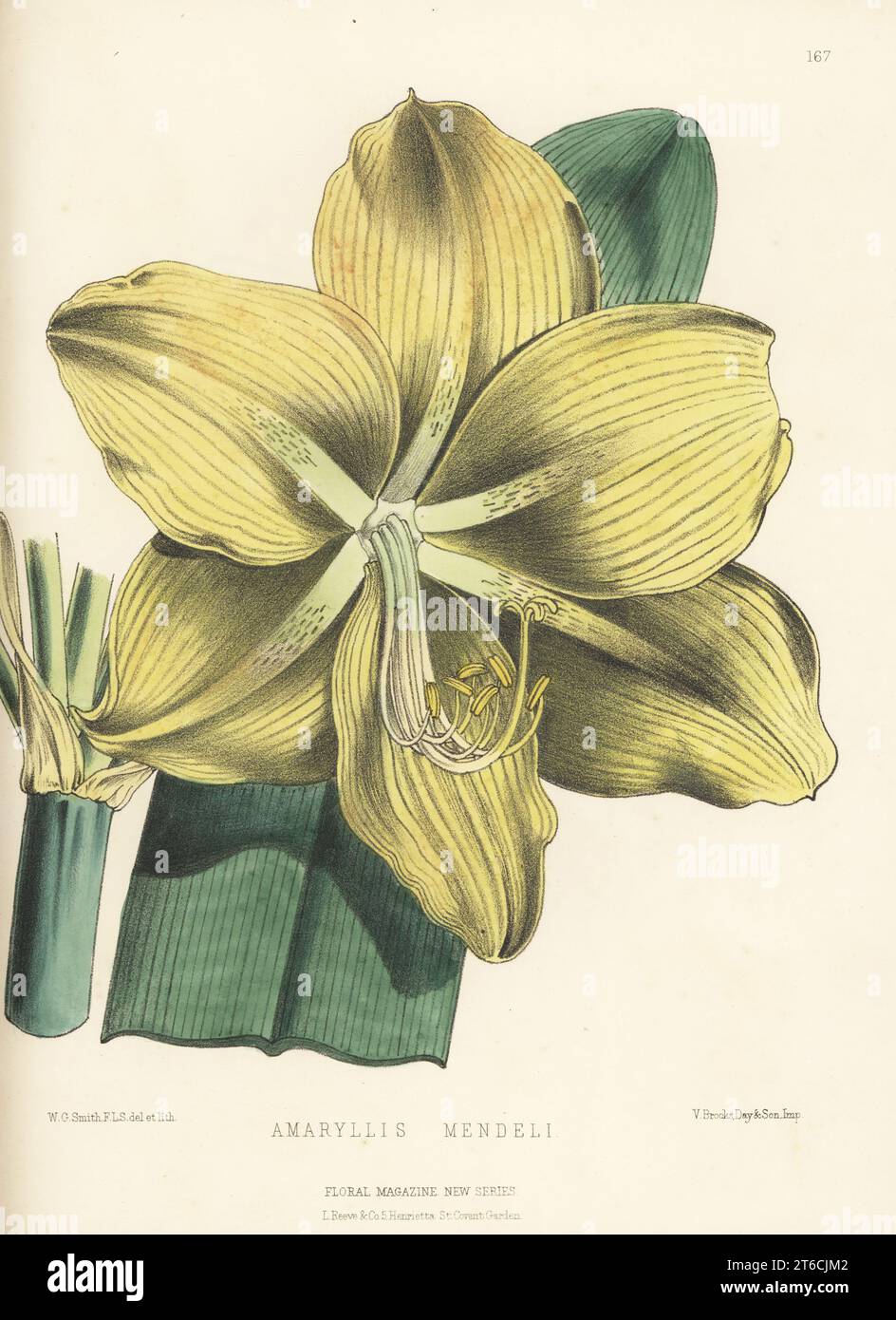 Amaryllis mendelii, raised by Bernard Samuel Williams of Victoria and Paradise Nurseries, Upper Holloway. As Amaryllis mendeli. Handcolored botanical illustration drawn and lithographed by Worthington George Smith from Henry Honywood Dombrain's Floral Magazine, New Series, Volume 4, L. Reeve, London, 1875. Lithograph printed by Vincent Brooks, Day & Son. Stock Photo