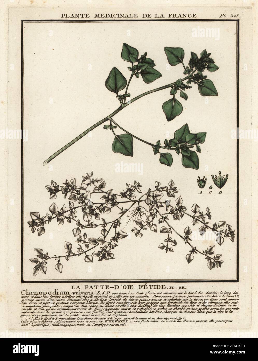 Stinking goosefoot or notchweed, La patte-doie fetide, Chenopodium vulvaria. Copperplate engraving printed in three colours by Pierre Bulliard from his Herbier de la France, ou collection complete des plantes indigenes de ce royaume, Didot jeune, Debure et Belin, 1780-1793. Stock Photo