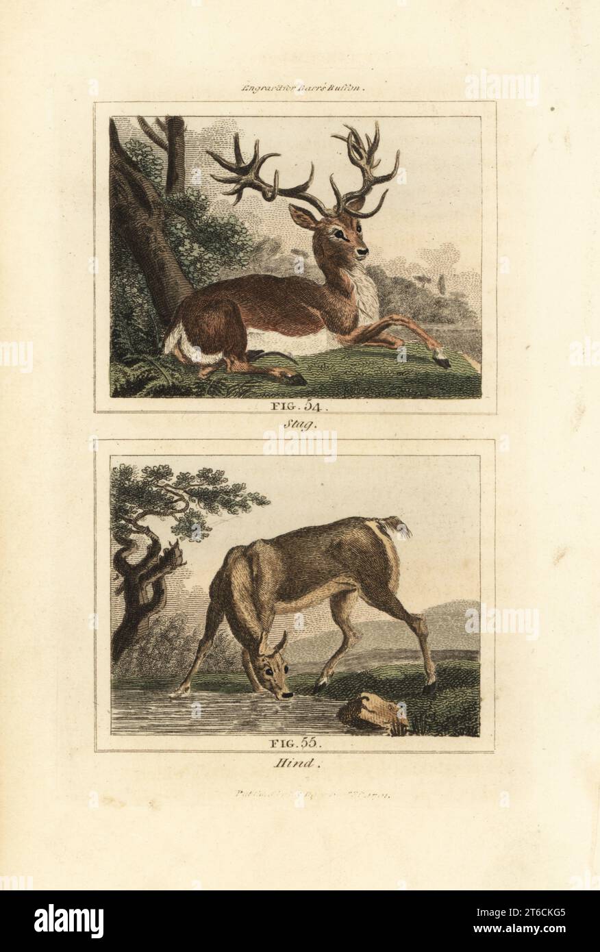 Red deer, Cervus elaphus, stag 54 and hind 55. Handcoloured copperplate engraving after Jacques de Seve from James Smith Barrs edition of Comte Buffons Natural History, A Theory of the Earth, General History of Man, Brute Creation, Vegetables, Minerals, T. Gillet, H. D. Symonds, Paternoster Row, London, 1807. Stock Photo