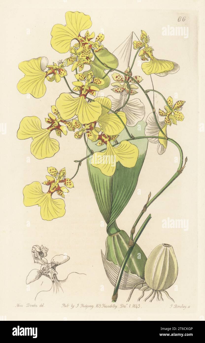 Gomesa bicolor orchid. Native to the Spanish Main (Caribbean region), imported by nurseryman George Loddiges. Two-coloured oncidium, Oncidium bicolor. Handcoloured copperplate engraving by George Barclay after a botanical illustration by Sarah Drake from Edwards Botanical Register, continued by John Lindley, published by James Ridgway, London, 1843. Stock Photo