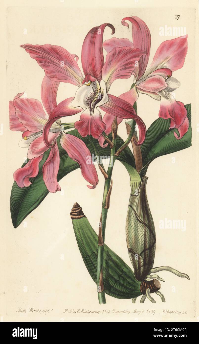 Autumnal laelia orchid, Laelia autumnalis. Native of Mexico, raised at Woburn by gardeners of the Duke of Bedford. Handcoloured copperplate engraving by George Barclay after a botanical illustration by Sarah Drake from Edwards Botanical Register, edited by John Lindley, published by James Ridgway, London, 1839. Stock Photo