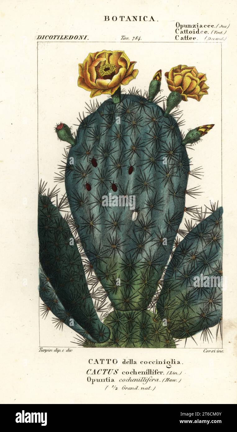 Prickly pear, Nopalea cochenillifera. Opuntia cochenillifera, Cactus cochenillifer, Catto della cocciniglia. Handcoloured copperplate stipple engraving from Antoine Laurent de Jussieu's Dizionario delle Scienze Naturali, Dictionary of Natural Science, Florence, Italy, 1837. Illustration engraved by Corsi, drawn and directed by Pierre Jean-Francois Turpin, and published by Batelli e Figli. Turpin (1775-1840) is considered one of the greatest French botanical illustrators of the 19th century. Stock Photo