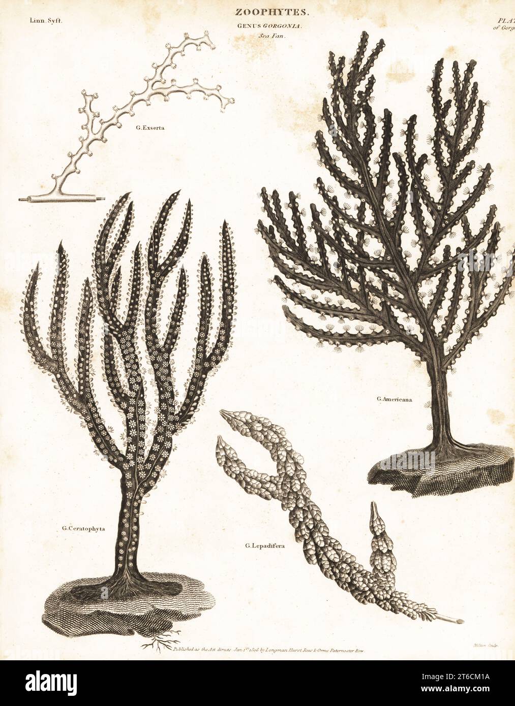 Soft coral sea fan, Antillogorgia americana, sea whip, Ellisella ceratophyta, red tree coral, Primnoa resedaeformis, and octocoral, Swiftia exserta. Copperplate engraving by Milton from Abraham Rees' Cyclopedia or Universal Dictionary of Arts, Sciences and Literature, Longman, Hurst, Rees and Orme, London, 1808. Stock Photo