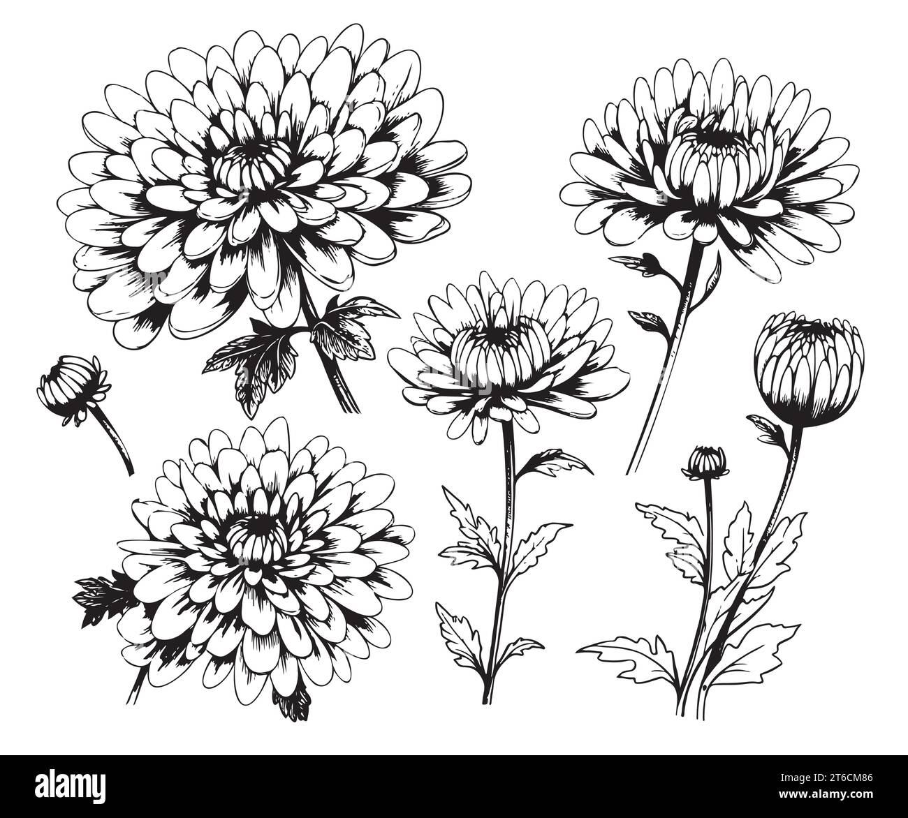 Set of hand drawn luxurious Chrysanthemum flowers. Vector illustration