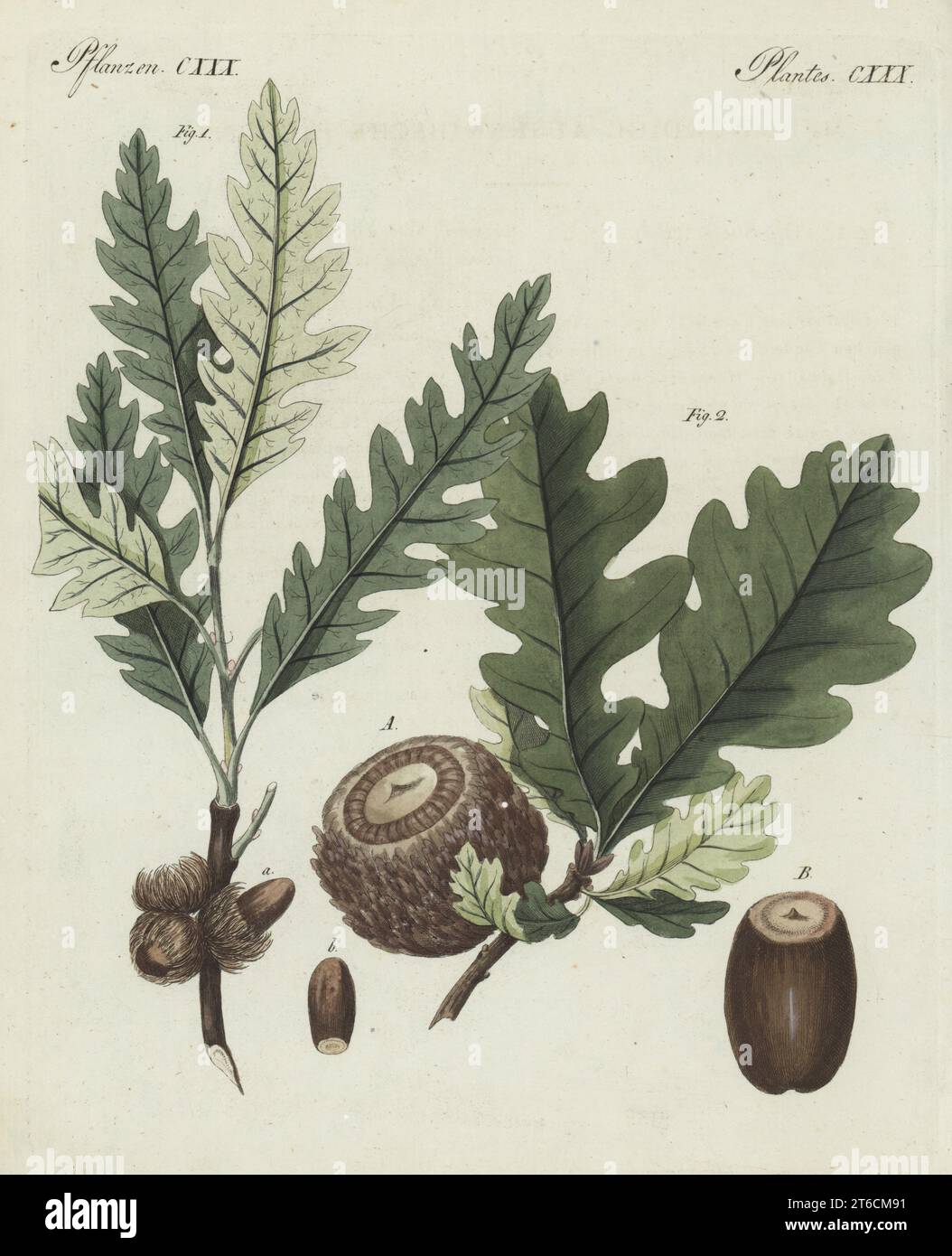Sessile oak, Quercus petraea 1, and Valonia oak, Quercus ithaburensis subsp. macrolepis 2. Speisefrucht-Eiche, chene grec, Quercus esculus, Knopper-Eiche, chene a grosses cupules, Quercus aegilops. The botanicals were drawn by Henriette and Conrad Westermayr, F. Götz and C. Ermer. Handcoloured copperplate engraving from Carl Bertuch's Bilderbuch fur Kinder (Picture Book for Children), Weimar, 1810. A 12-volume encyclopedia for children illustrated with almost 1,200 engraved plates on natural history, science, costume, mythology, etc., published from 1790-1830. Stock Photo