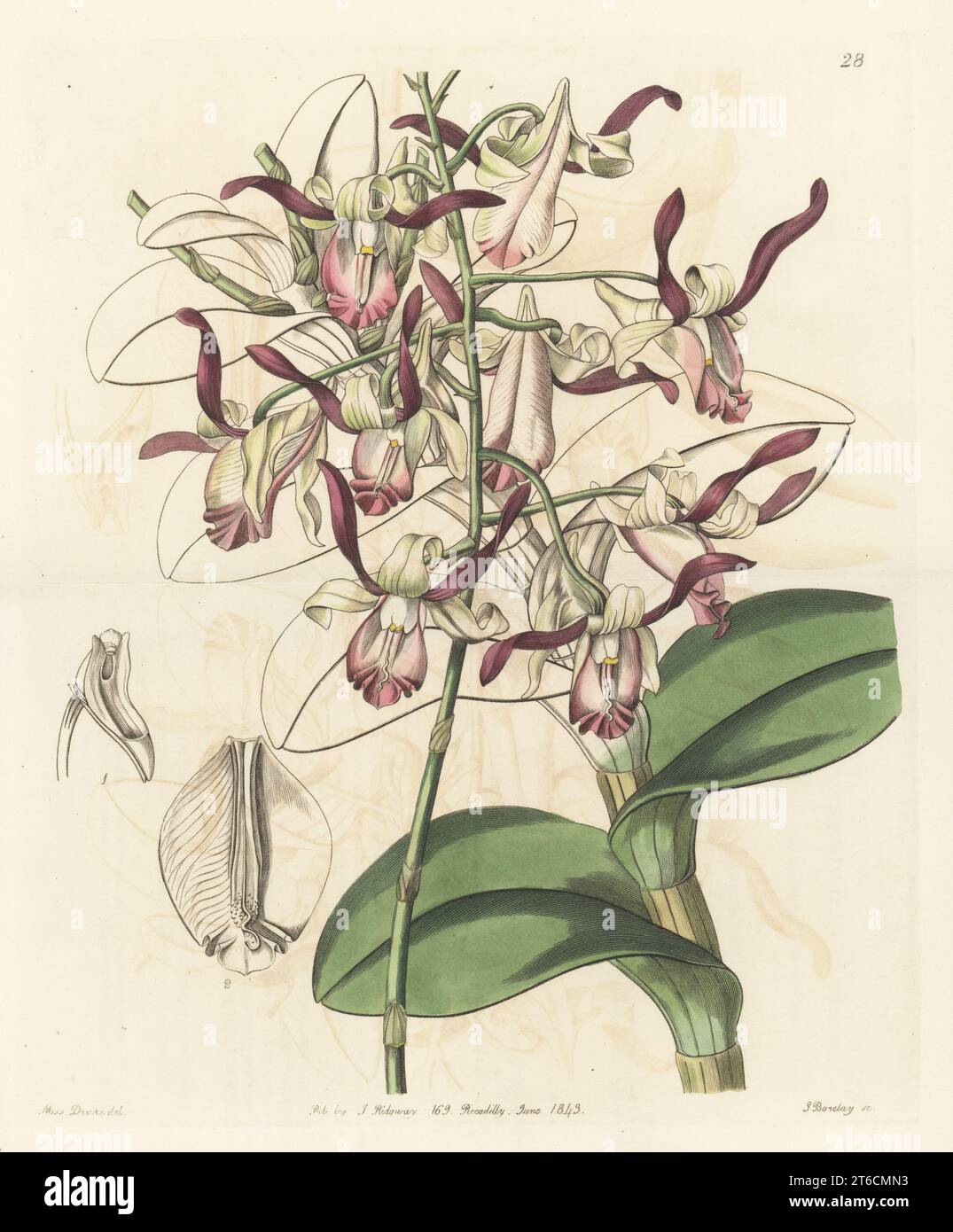 Bull orchid or bull-headed dendrobium, Dendrobium taurinum. Native to the Philippines and Indonesia. Sent to nurseryman George Loddiges by plant hunter Hugh Cuming from Manila. Handcoloured copperplate engraving by George Barclay after a botanical illustration by Sarah Drake from Edwards Botanical Register, continued by John Lindley, published by James Ridgway, London, 1843. Stock Photo