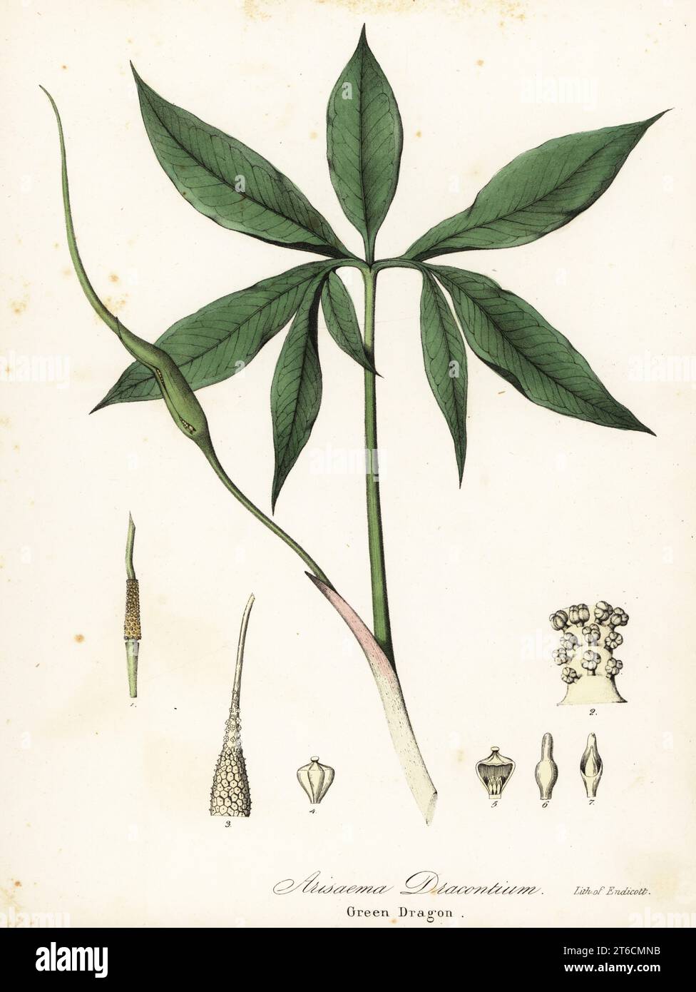 Green dragon or dragon-root, Arisaema dracontium. Handcoloured lithograph by Endicott after a botanical illustration from John Torreys A Flora of the State of New York, Carroll and Cook, Albany, 1843. The plates drawn by John Torrey, Agnes Mitchell, Elizabeth Paoley and Swinton. John Torrey was an American botanist, chemist and physician 1796-1873. Stock Photo