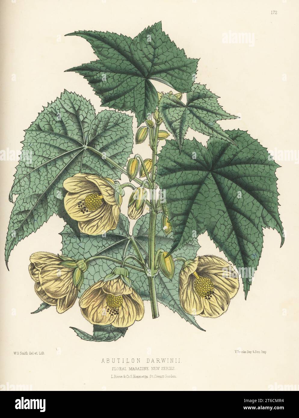 Callianthe darwinii, popular ornamental hothouse plant native to Brazil. Raised by James Herbert Veitch and Sons, of Chelsea. As Abutilon darwinii. Handcolored botanical illustration drawn and lithographed by Worthington George Smith from Henry Honywood Dombrain's Floral Magazine, New Series, Volume 3, L. Reeve, London, 1874. Lithograph printed by Vincent Brooks, Day & Son. Stock Photo