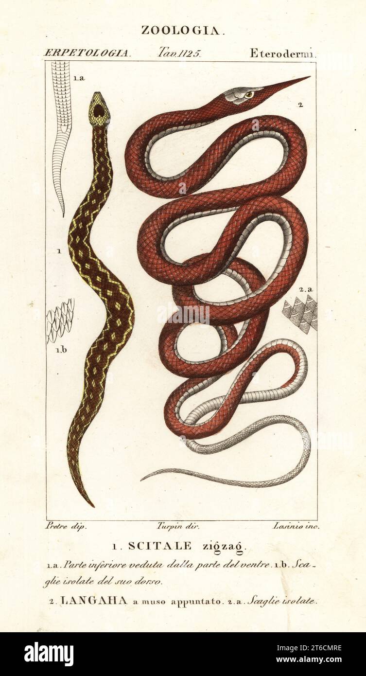 Saw-scaled viper, Echis carinatus 1, and Madagascar leafnose snake, Langaha madagascariensis 2. Scitale zigzag, Langaha a muso appuntato. Handcoloured copperplate stipple engraving from Antoine Laurent de Jussieu's Dizionario delle Scienze Naturali, Dictionary of Natural Science, Florence, Italy, 1837. Illustration engraved by Lasinio, drawn by Jean Gabriel Pretre and directed by Pierre Jean-Francois Turpin, and published by Batelli e Figli. Turpin (1775-1840) is considered one of the greatest French botanical illustrators of the 19th century. Stock Photo