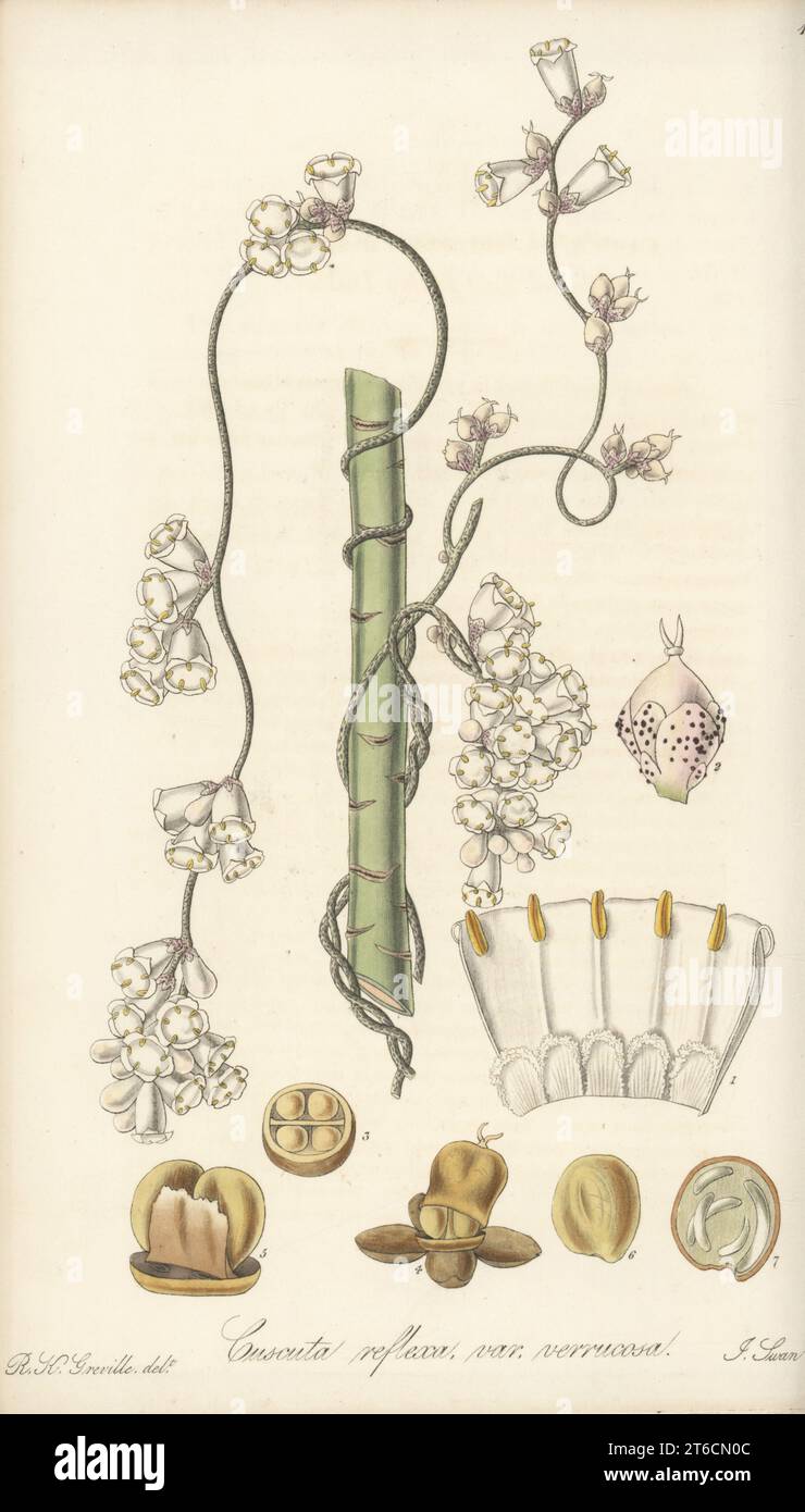 Giant dodder or ulan ulan, Cuscuta reflexa. Native to India and the Himalayas, found in Madras, Mysore and Coromandel coast by Anglo-Indian apothecary Dr. John Shortt. Warted East Indian dodder, Cuscuta reflexa var. verrucosa. Handcoloured copperplate engraving by Joseph Swan after a botanical illustration by Robert Kaye Greville from William Jackson Hooker's Exotic Flora, William Blackwood, Edinburgh, 1823-27. Stock Photo