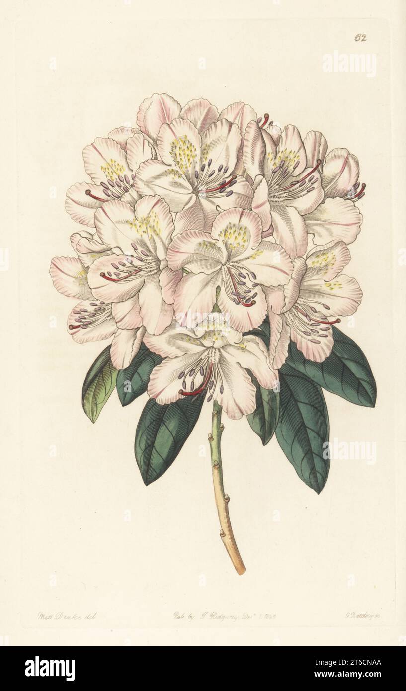 Rhododendron aprilis, hybrid of R. ponticum and the evergreen Davurian rhododendron, raised by the botanist William Herbert, Dean of Manchester. Handcoloured copperplate engraving by George Barclay after a botanical illustration by Sarah Drake from Edwards Botanical Register, continued by John Lindley, published by James Ridgway, London, 1843. Stock Photo