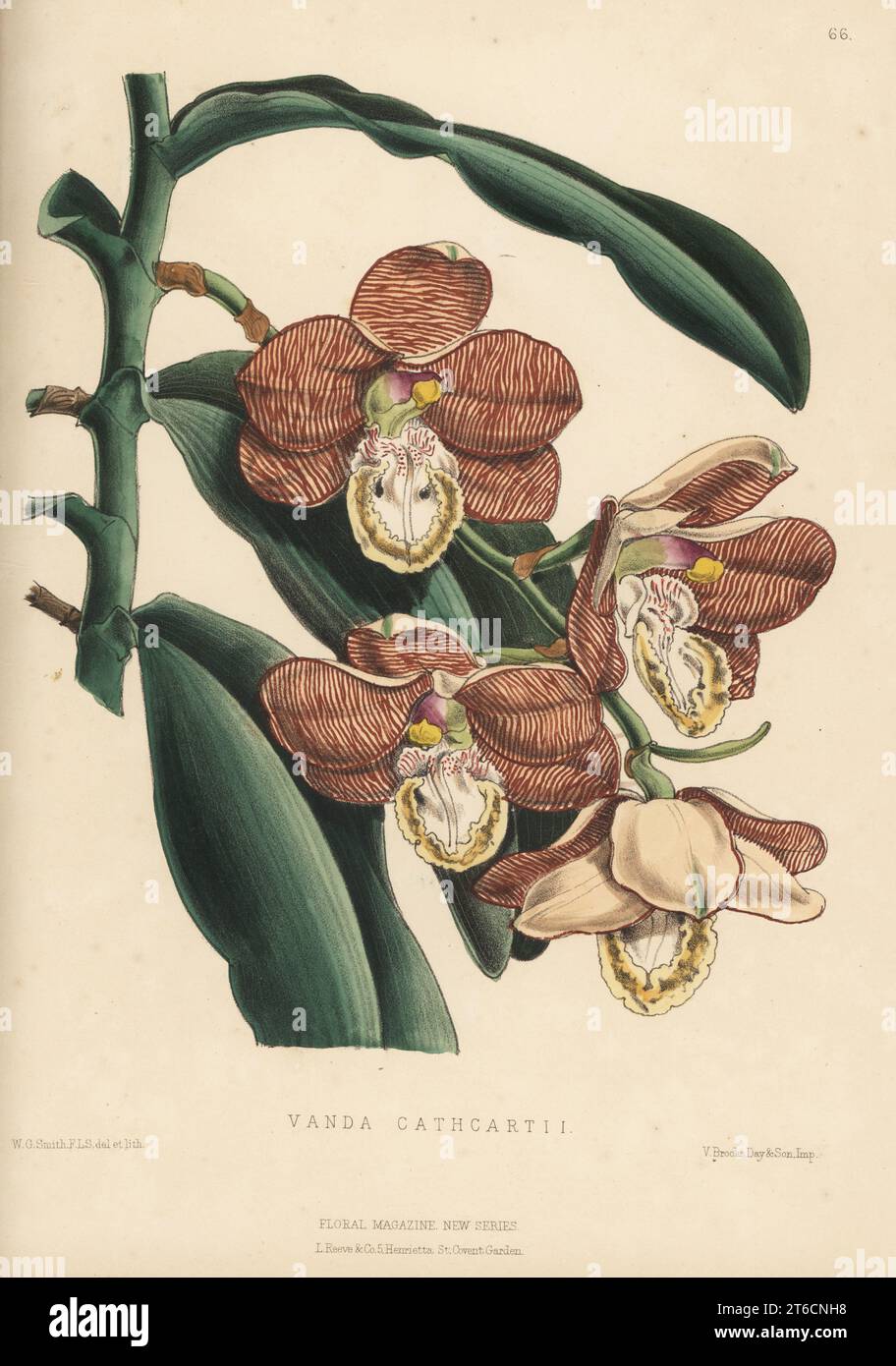Scorpion orchid, Arachnis cathcartii. Native of Eastern Himalaya. As Vanda cathcartii from a specimen in Veitch and Sons nursery, King's Road, Chelsea. Cathcart's Arachnanthe. Handcolored botanical illustration drawn and lithographed by Worthington George Smith from Henry Honywood Dombrain's Floral Magazine, New Series, Volume 2, L. Reeve, London, 1873. Lithograph printed by Vincent Brooks, Day & Son. Stock Photo