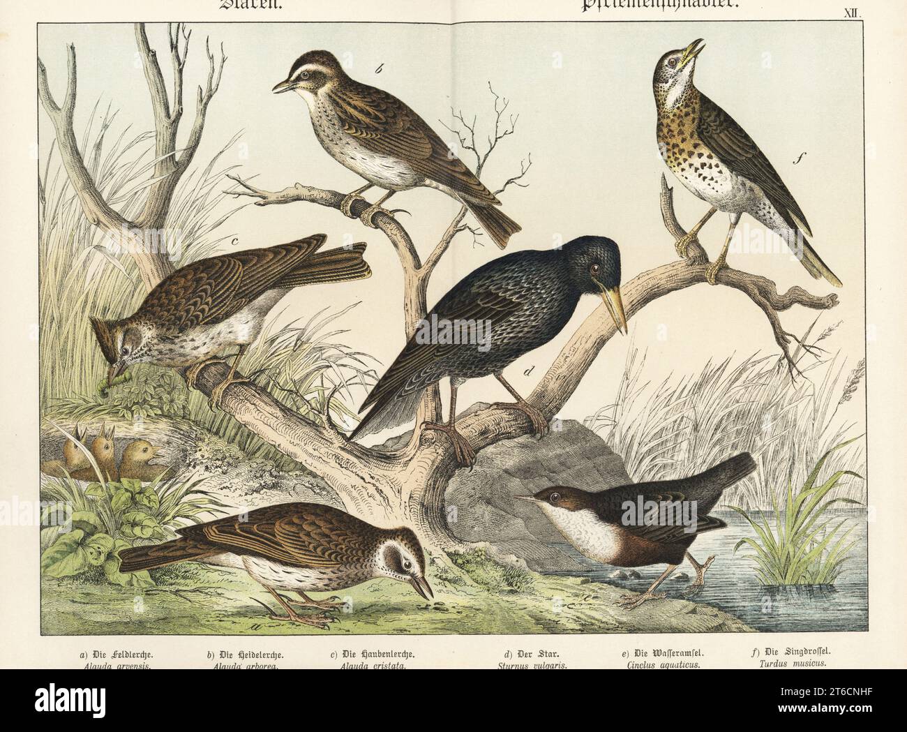 Eurasian skylark, Alauda arvensis a, wood lark, Lullula arborea b, crested lark feeding young in nest, Galerida cristata c, starling, Sturnus vulgaris d, white-throated dipper, Cinclus cinclus e, and song thrush singing, Turdus philomelos f. Chromolithograph from Gotthilf Heinrich von Schubert's Natural History of the Animal Realms (Naturgeschichte des Tierreichs), Schreiber, Munich, 1886. Stock Photo