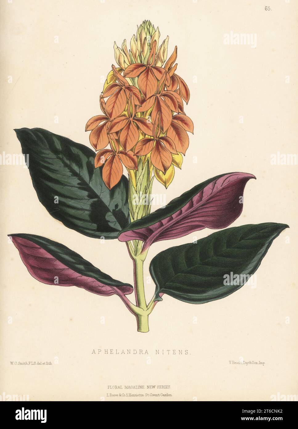 Aphelandra aurantiaca var. nitens, native to the tropical Americas. As Aphelandra nitens, imported from Guayaquil by Veitch and Sons of Chelsea. Handcolored botanical illustration drawn and lithographed by Worthington George Smith from Henry Honywood Dombrain's Floral Magazine, New Series, Volume 2, L. Reeve, London, 1873. Lithograph printed by Vincent Brooks, Day & Son. Stock Photo