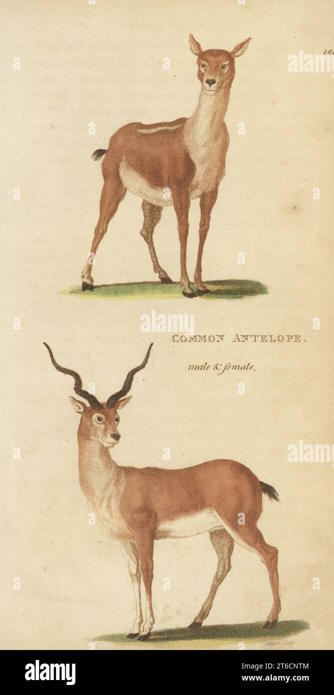 Blackbuck or common antelope, male and female, Antilope cervicapra. Handcoloured copperplate engraving by James Heath from George Shaws General Zoology: Mammalia, Thomas Davison, London, 1801. Stock Photo