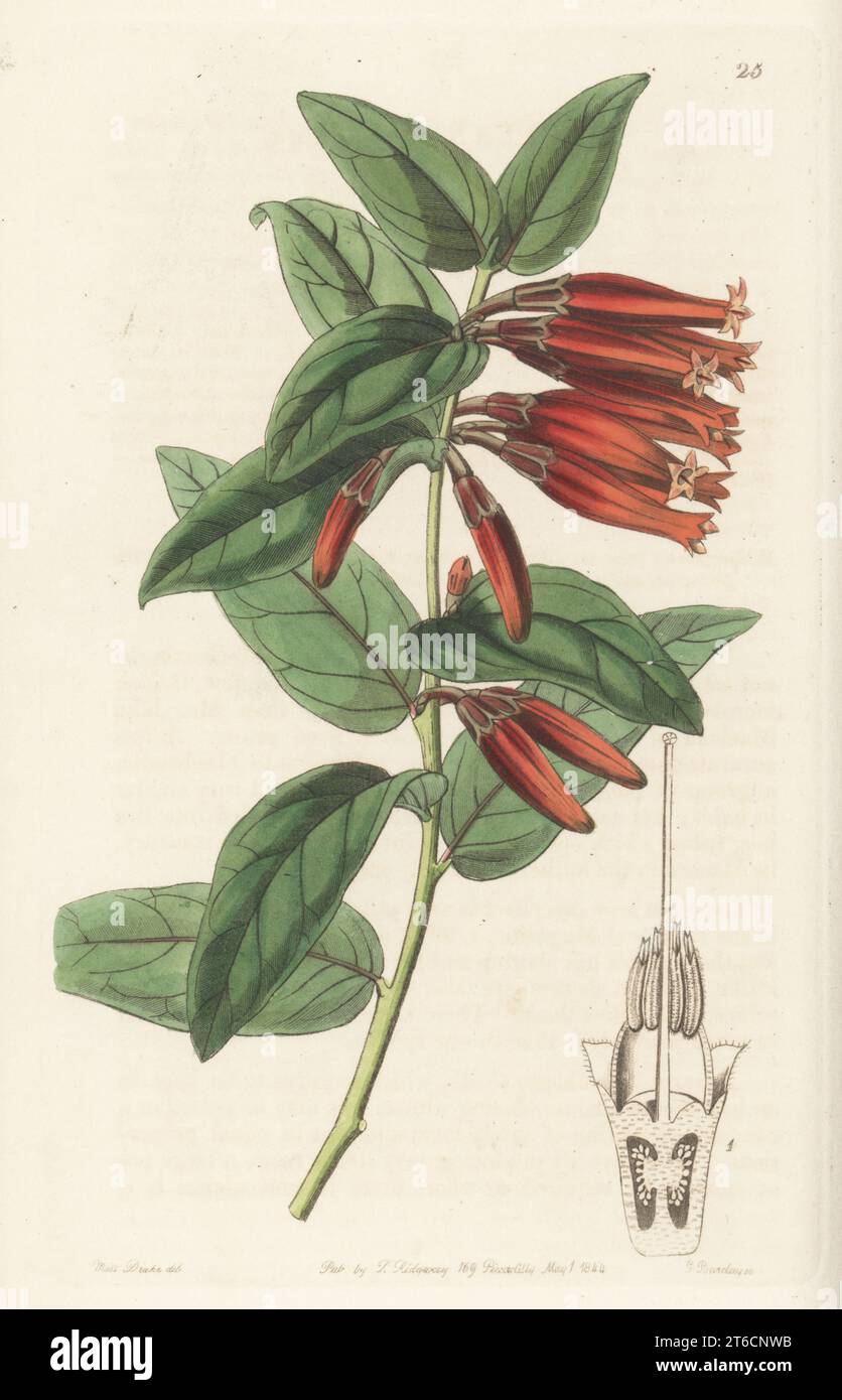Macleania insignis. Named for Scottish plant merchant John Maclean of Lima, Peru. Long-flowered macleania, Macleania longiflora. Handcoloured copperplate engraving by George Barclay after a botanical illustration by Sarah Drake from Edwards Botanical Register, continued by John Lindley, published by James Ridgway, London, 1844. Stock Photo