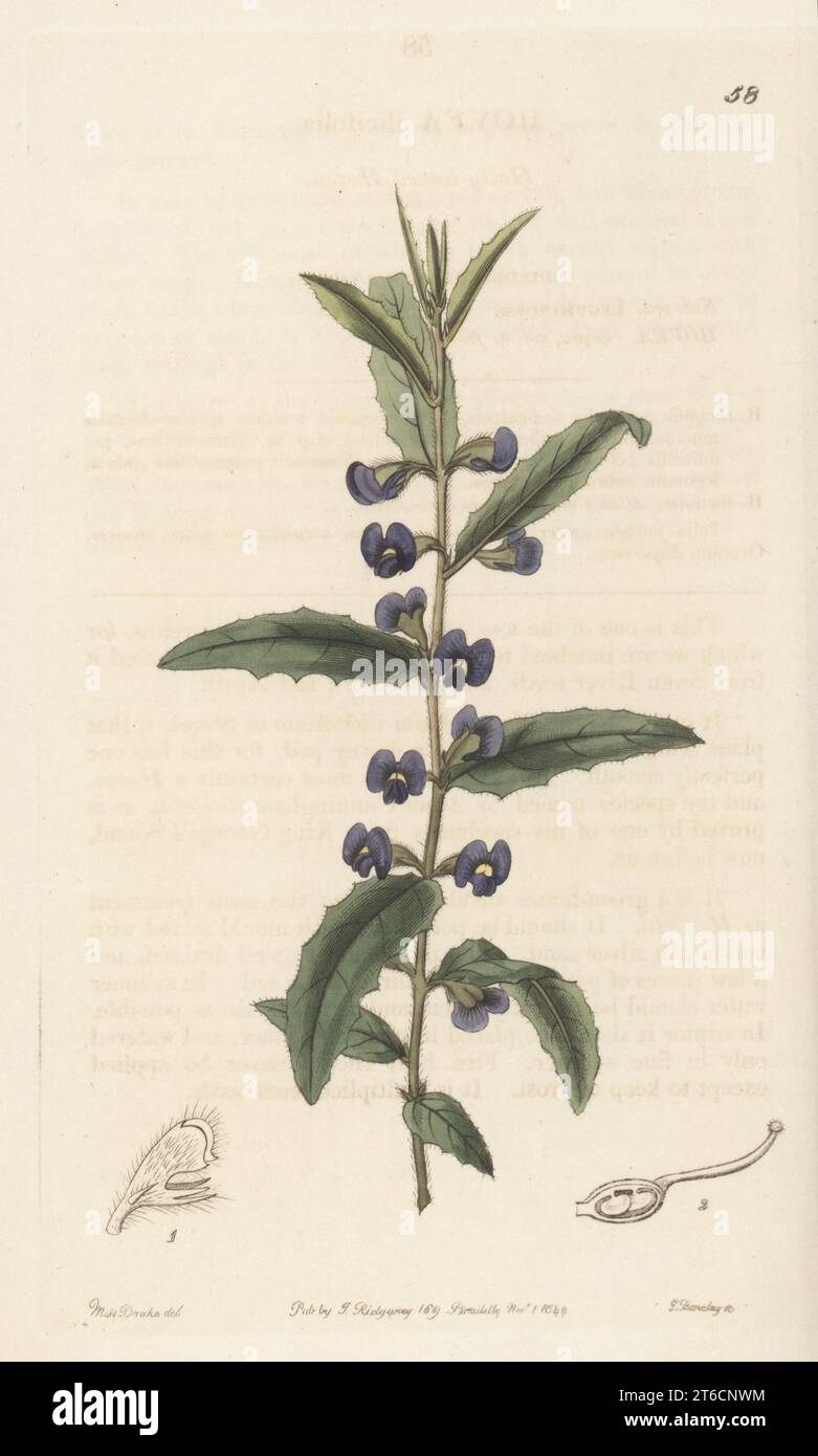 Holly-leaved hovea, Hovea chorizemifolia (Hovea ilicifolia). Native to Western Australia, seeds sent from Swan River by Allan Cunningham, plant raised by Robert Mangles. Handcoloured copperplate engraving by George Barclay after a botanical illustration by Sarah Drake from Edwards Botanical Register, continued by John Lindley, published by James Ridgway, London, 1844. Stock Photo