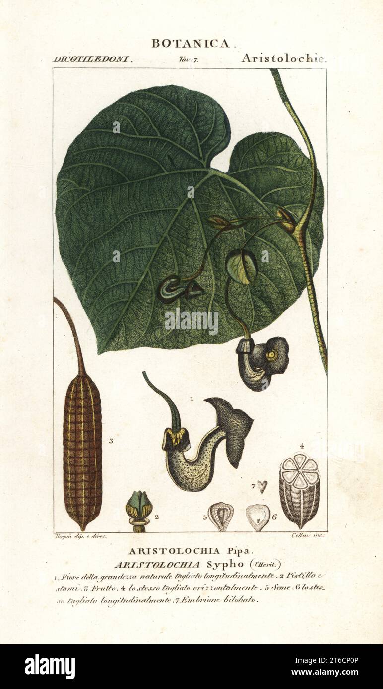 Dutchman's pipe or pipevine, Aristolochia macrophylla. Handcoloured copperplate stipple engraving from Jussieu's Dizionario delle Scienze Naturali, Dictionary of Natural Science, Florence, Italy, 1837. Illustration engraved by Cellai, drawn and directed by Pierre Jean-Francois Turpin, and published by Batelli e Figli. Turpin (1775-1840) is considered one of the greatest French botanical illustrators of the 19th century. Stock Photo