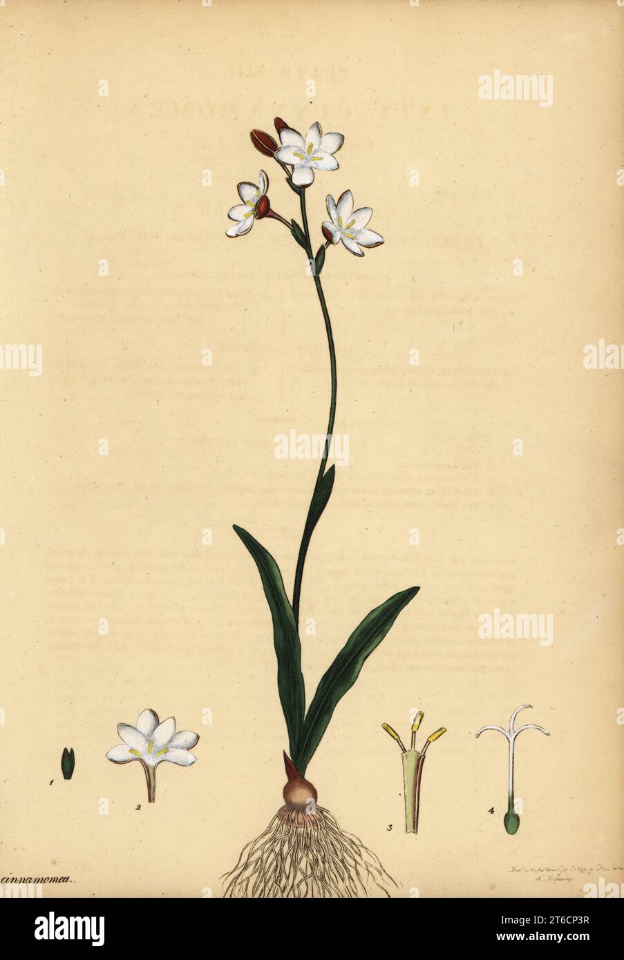 Bontrokkie, Hesperantha falcata. South Africa. Cinnamon-smelling ixia, Ixia cinnamomea. Copperplate engraving drawn, engraved and hand-coloured by Henry Andrews from his Botanical Register, Volume 1, published in London, 1799. Stock Photo
