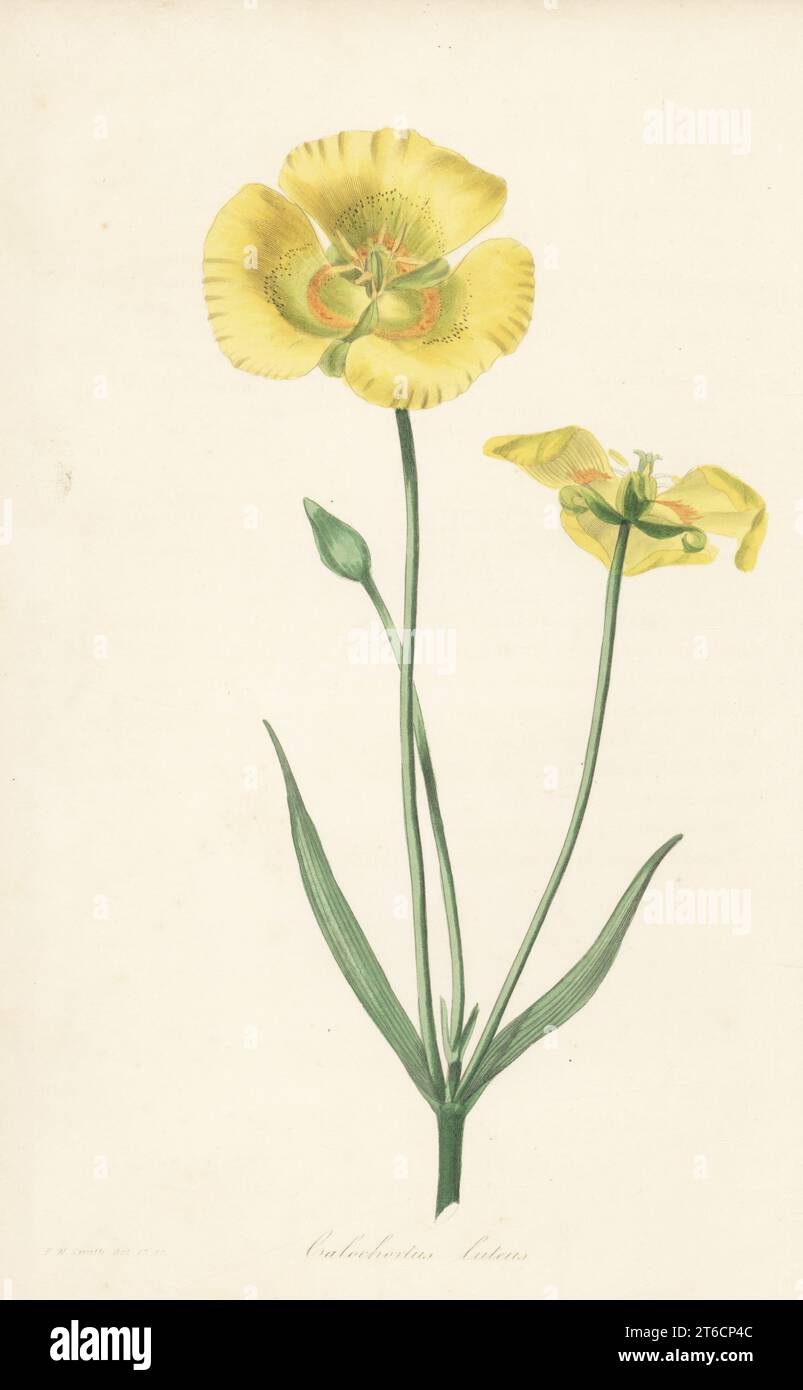 Yellow mariposa lily, Calochortus luteus. Introduced from California by Scottish botanist David Douglas. Yellow flowered calochortus. Handcoloured engraving after a botanical illustration by Frederick William Smith from Joseph Paxtons Magazine of Botany, and Register of Flowering Plants, Volume 1, Orr and Smith, London, 1834. Stock Photo