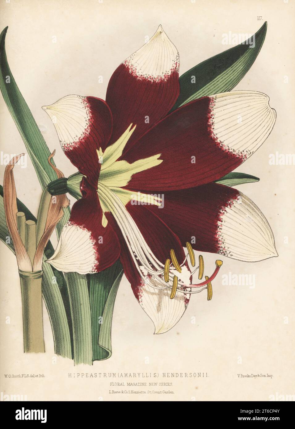 Henderson's amaryllis cultivar, Hippeastrum (Amaryllis) hendersonii. Raised by Edward George Henderson and Son, Wellington Nurseries, St. John's Wood. Handcolored botanical illustration drawn and lithographed by Worthington George Smith from Henry Honywood Dombrain's Floral Magazine, New Series, Volume 3, L. Reeve, London, 1874. Lithograph printed by Vincent Brooks, Day & Son. Stock Photo