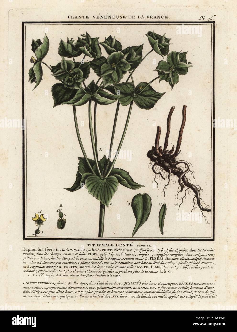 Serrated spurge or sawtooth spurge, Tithymale dente, Euphorbia serrata. Copperplate engraving printed in three colours by Pierre Bulliard from his Herbier de la France, ou collection complete des plantes indigenes de ce royaume, Didot jeune, Debure et Belin, 1780-1793. Stock Photo