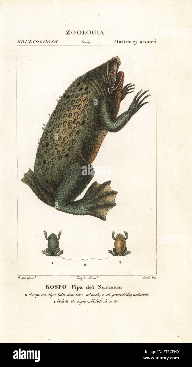 Surinam toad, Pipa pipa, with eggs embedded in the skin. Rospo, Pipa del Surinam. Handcoloured copperplate stipple engraving from Jussieu's Dizionario delle Scienze Naturali, Dictionary of Natural Science, Florence, Italy, 1837. Illustration engraved by Corsi, drawn by Jean Gabriel Pretre and directed by Pierre Jean-Francois Turpin, and published by Batelli e Figli. Turpin (1775-1840) is considered one of the greatest French botanical illustrators of the 19th century. Stock Photo