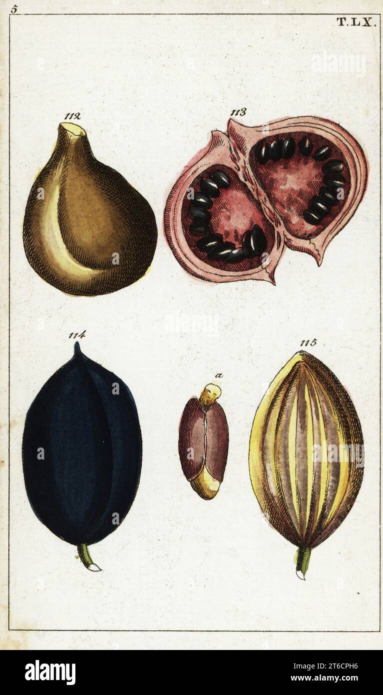 Wild almond, Sterculia foetida 112, guru kina or calaba, Calophyllum ...