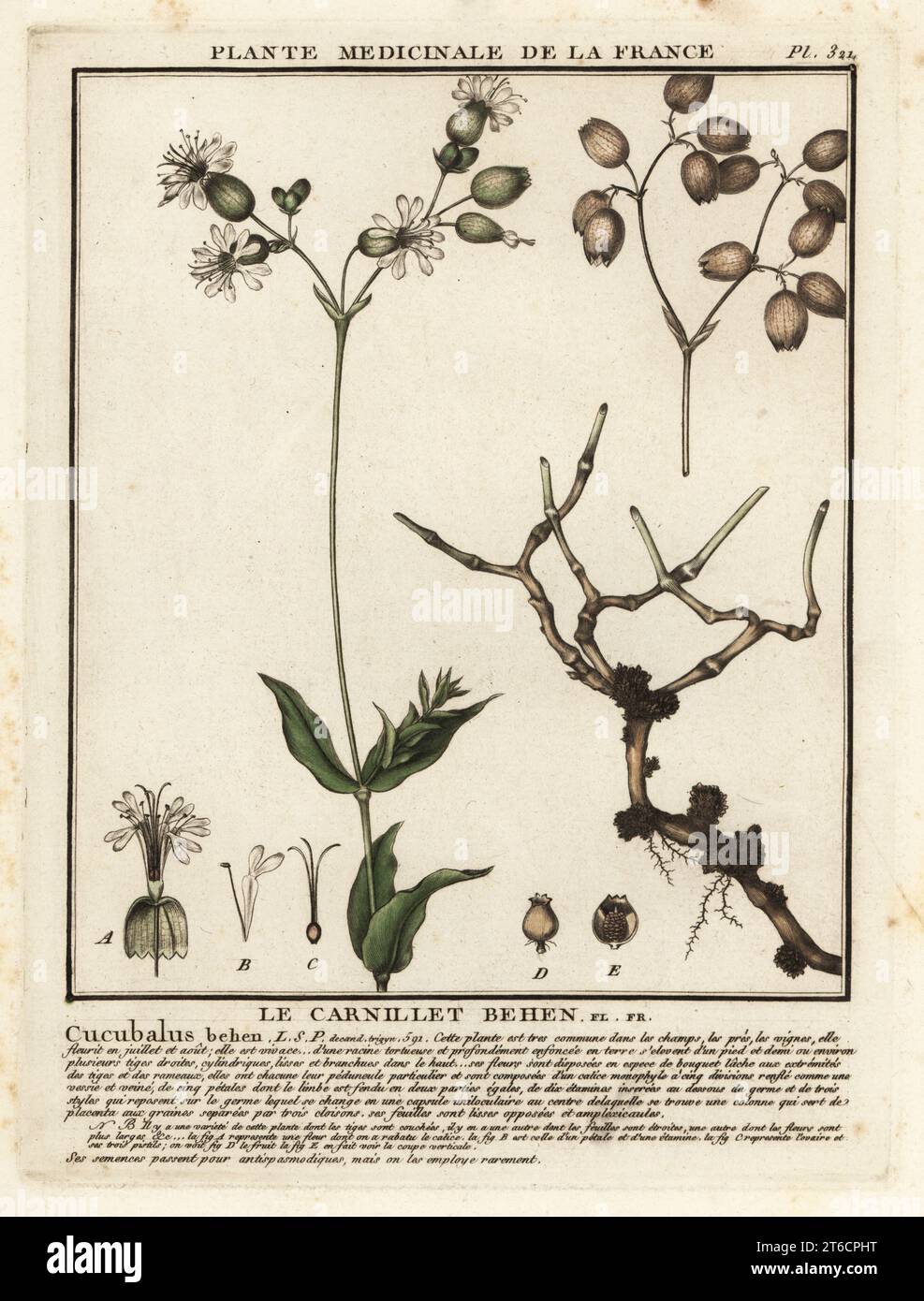 Bladder campion or maidenstears, Silene vulgaris. Le carnillet behen, Cucubalus behen. Copperplate engraving printed in three colours by Pierre Bulliard from his Herbier de la France, ou collection complete des plantes indigenes de ce royaume, Didot jeune, Debure et Belin, 1780-1793. Stock Photo