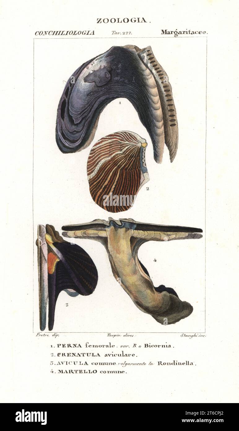 Pearl oyster, Isognomon isognomum 1, Crenatula picta 2, wing oyster, Pteria hirundo 3, and hammer oyster, Malleus malleus 4, Handcoloured copperplate stipple engraving from Antoine Laurent de Jussieu's Dizionario delle Scienze Naturali, Dictionary of Natural Science, Florence, Italy, 1837. Illustration engraved by Stanghi, drawn by Jean Gabriel Pretre and directed by Pierre Jean-Francois Turpin, and published by Batelli e Figli. Turpin (1775-1840) is considered one of the greatest French botanical illustrators of the 19th century. Stock Photo