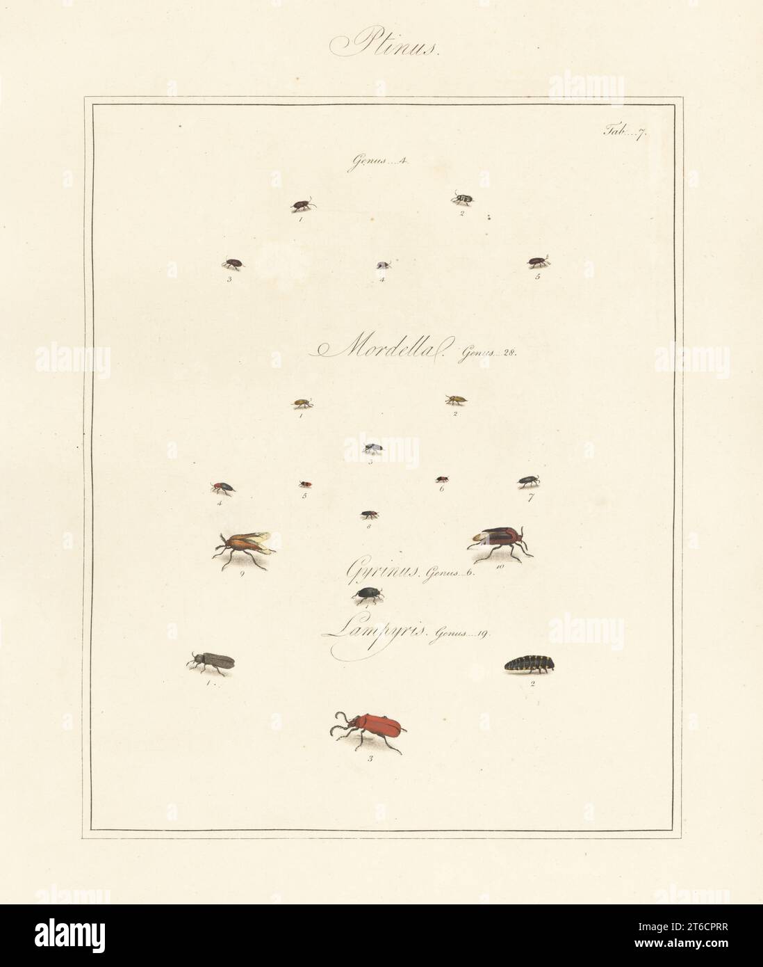 White-marked spider beetle, Ptinus fur 13,4, P. imperialis 2, P. pectinicornis 5, tumbling flower beetle, Mordella aculeata 3, Mordellochroa abdominalis 4, frontalis 7, paradoxa 9,10, whirligig beetle, Gyrinus natator 1, glow worm, Lampyris noctiluca 1,2, cardinal beetle, Pyrochroa species 3. Handcoloured copperplate engraving from Thomas Martyns The English Entomologist, Exhibiting all the Coleopterous Insects found in England, Academy for Illustrating and Painting Natural History, London, 1792. Stock Photo