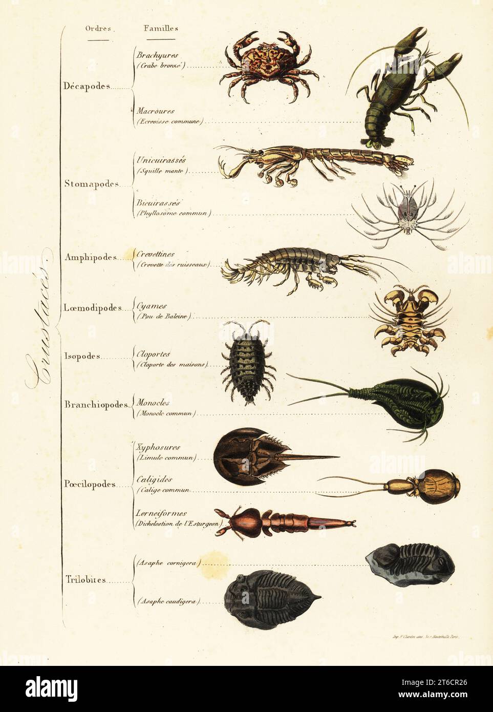 Orders of marine and terrestrial crustaceans. Floral egg crab, Atergatis floridus, European crayfish, Astacus astacus, mantis shrimp, Squilla mantis, freshwater shrimp, Atyaephyra desmaresti pill woodlouse, Armadillidium vulgare, fish louse, Argulus foliaceus, horseshoe crab, Limulus polyphemus, etc. Brachyures, crabe bronze, Macroures, ecrevisse commune, Unicuirasses, Squille mante, Bicuirasses, Phyllosome commun, Crevettines, Crevette des ruisseaux, Cyames, Poe de baleine, Cloporte des maisons, Monocle commun, Limule commun, Calige commun, Dichelestion de lEsturgeon, Asaphe cornigera, Asaphe Stock Photo