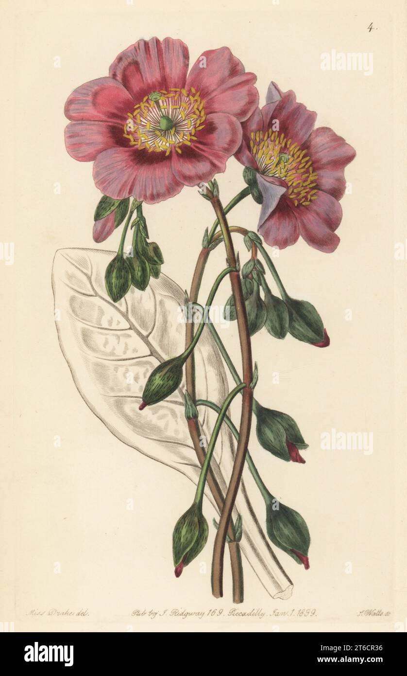 Pussypaws, Cistanthe grandiflora. (Discolored calandrinia, Calandrinia discolor.) Handcoloured copperplate engraving by Stephen Watts after a botanical illustration by Sarah Drake from Edwards Botanical Register, edited by John Lindley, published by James Ridgway, London, 1839. Stock Photo