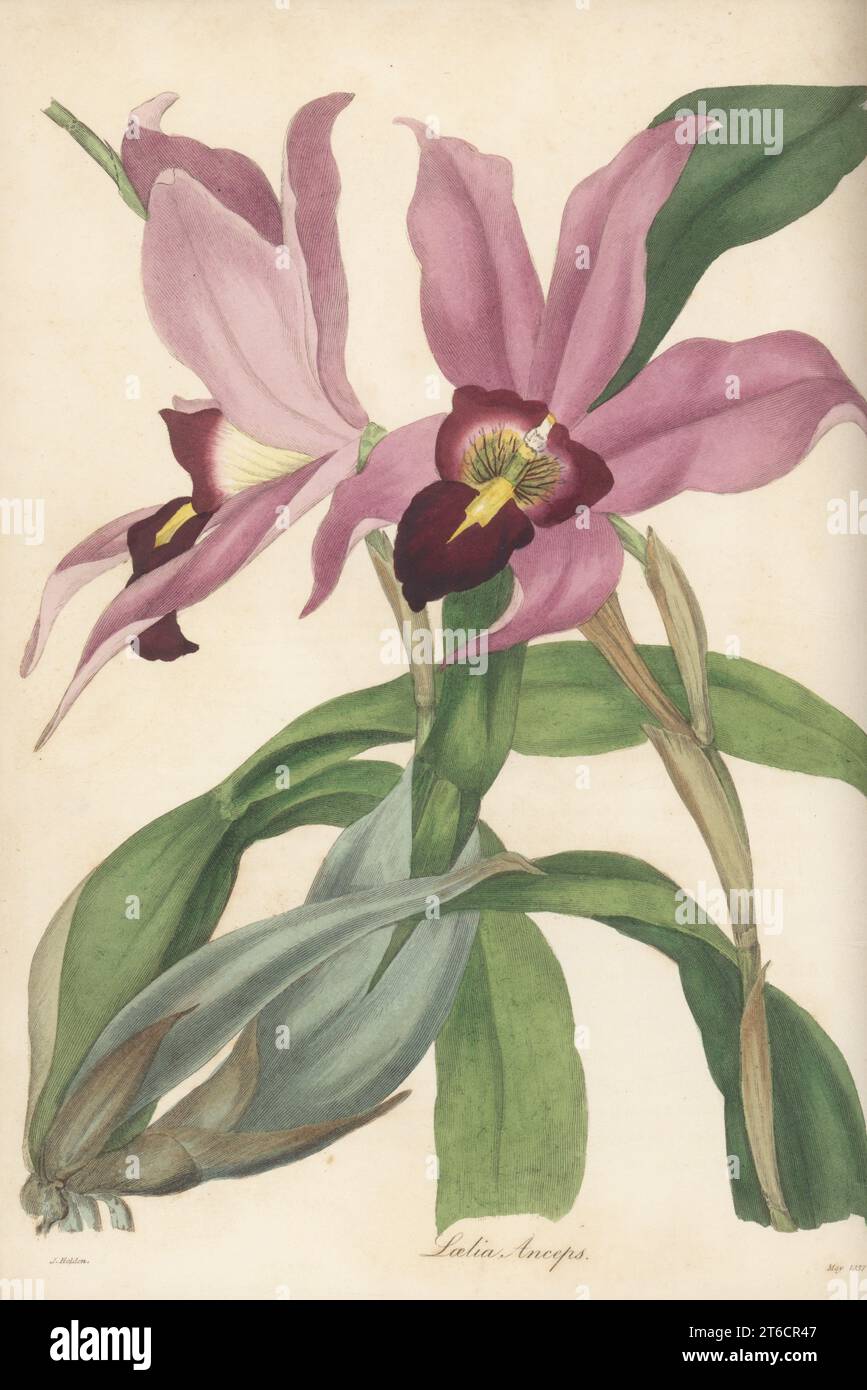 Two-edged laelia orchid, Laelia anceps. Imported from Mexico by nurseryman George Loddiges. Handcoloured engraving after a botanical illustration by Samuel Holden from Joseph Paxtons Magazine of Botany, and Register of Flowering Plants, Volume 4, Orr and Smith, London, 1837. Stock Photo