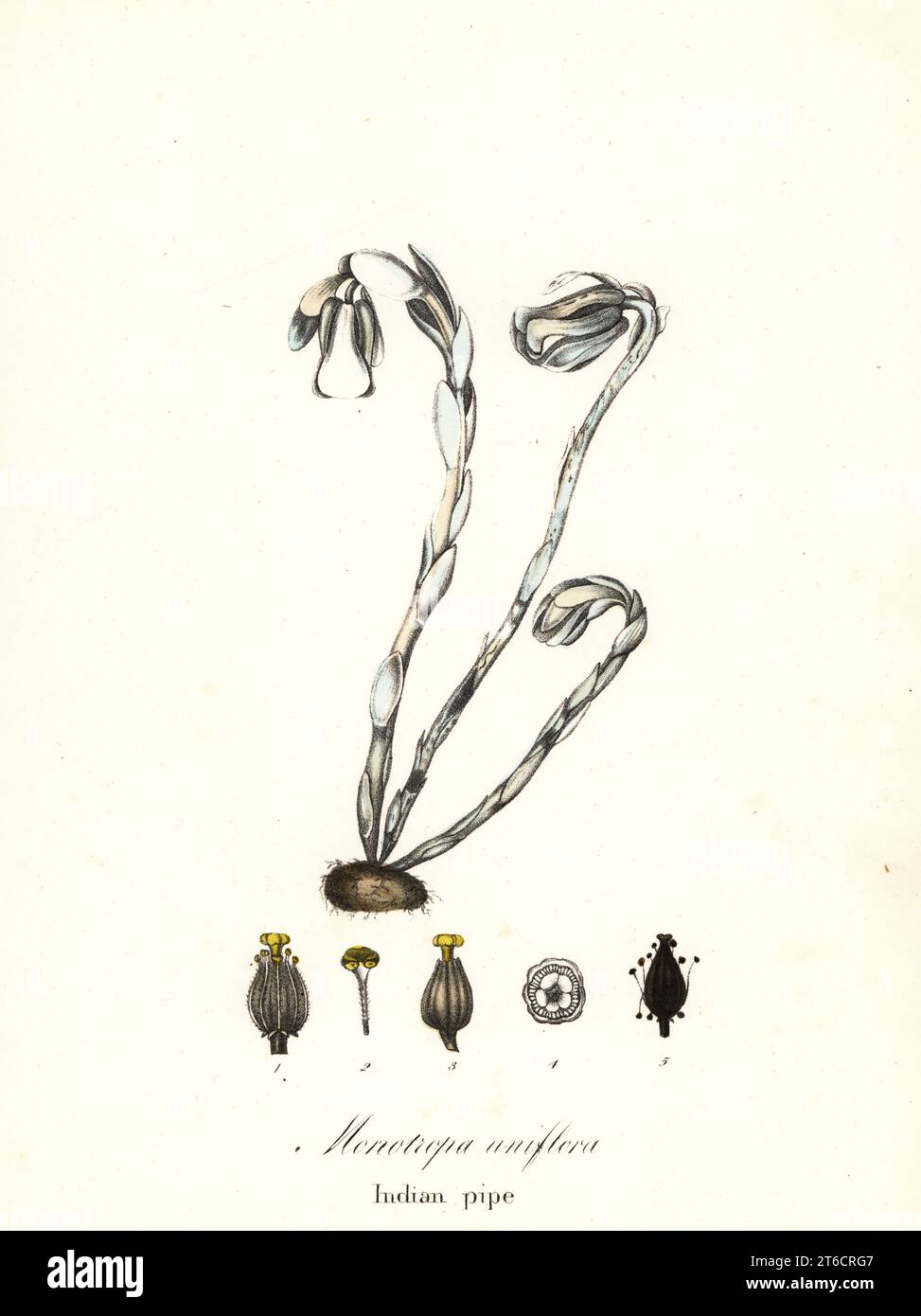 Ghost plant, ghost pipe, Indian pipe or corpse plant, Monotiopa uniflora. Handcoloured lithograph by Endicott after a botanical illustration from John Torreys A Flora of the State of New York, Carroll and Cook, Albany, 1843. The plates drawn by John Torrey, Agnes Mitchell, Elizabeth Paoley and Swinton. John Torrey was an American botanist, chemist and physician 1796-1873. Stock Photo