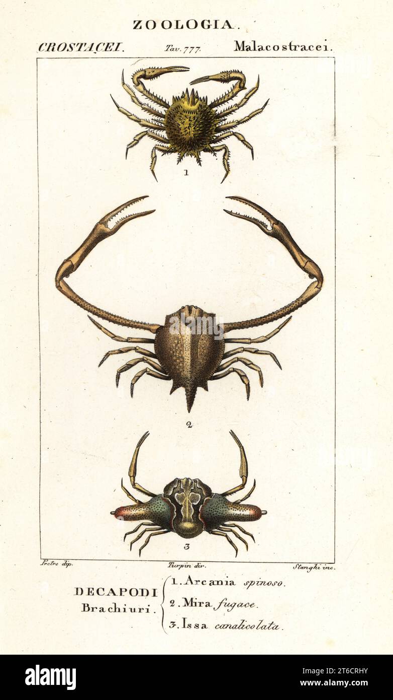 Species of crab. Arcania erinacea 1, Myra fugax 2, and pebble crab, Ixa cylindrus 3. Arcania spinoso, Mira fugace, Issa canalicolata. Handcoloured copperplate stipple engraving from Antoine Laurent de Jussieu's Dizionario delle Scienze Naturali, Dictionary of Natural Science, Florence, Italy, 1837. Illustration engraved by Stanghi, drawn by Jean Gabriel Pretre and directed by Pierre Jean-Francois Turpin, and published by Batelli e Figli. Turpin (1775-1840) is considered one of the greatest French botanical illustrators of the 19th century. Stock Photo