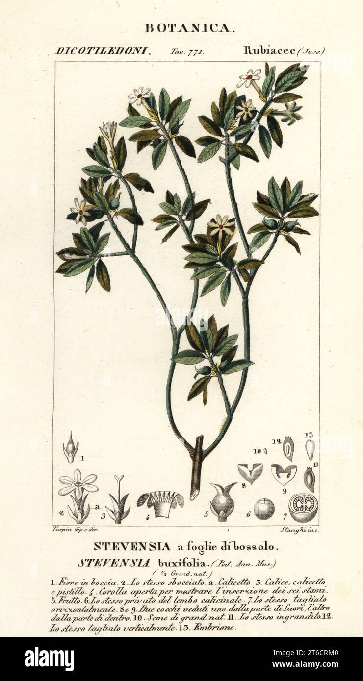Stevensia buxifolia, Stevensia a foglie di bossolo. Handcoloured copperplate stipple engraving from Antoine Laurent de Jussieu's Dizionario delle Scienze Naturali, Dictionary of Natural Science, Florence, Italy, 1837. Illustration engraved by Stanghi, drawn and directed by Pierre Jean-Francois Turpin, and published by Batelli e Figli. Turpin (1775-1840) is considered one of the greatest French botanical illustrators of the 19th century. Stock Photo