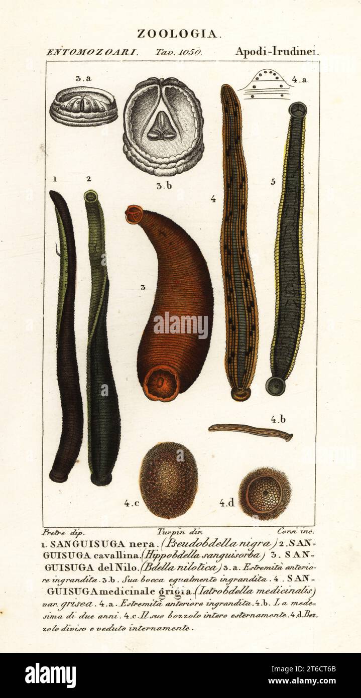 Common black leech, Hirudo verbana, var. nigra. 1, horse leech, Haemopis sanguisuga 2, Nile leech, Limnatis nilotica 3, medicinal leech, Hirudo medicinalis. 4. Handcoloured copperplate stipple engraving from Antoine Laurent de Jussieu's Dizionario delle Scienze Naturali, Dictionary of Natural Science, Florence, Italy, 1837. Illustration engraved by Corsi, drawn by Jean Gabriel Pretre and directed by Pierre Jean-Francois Turpin, and published by Batelli e Figli. Turpin (1775-1840) is considered one of the greatest French botanical illustrators of the 19th century. Stock Photo