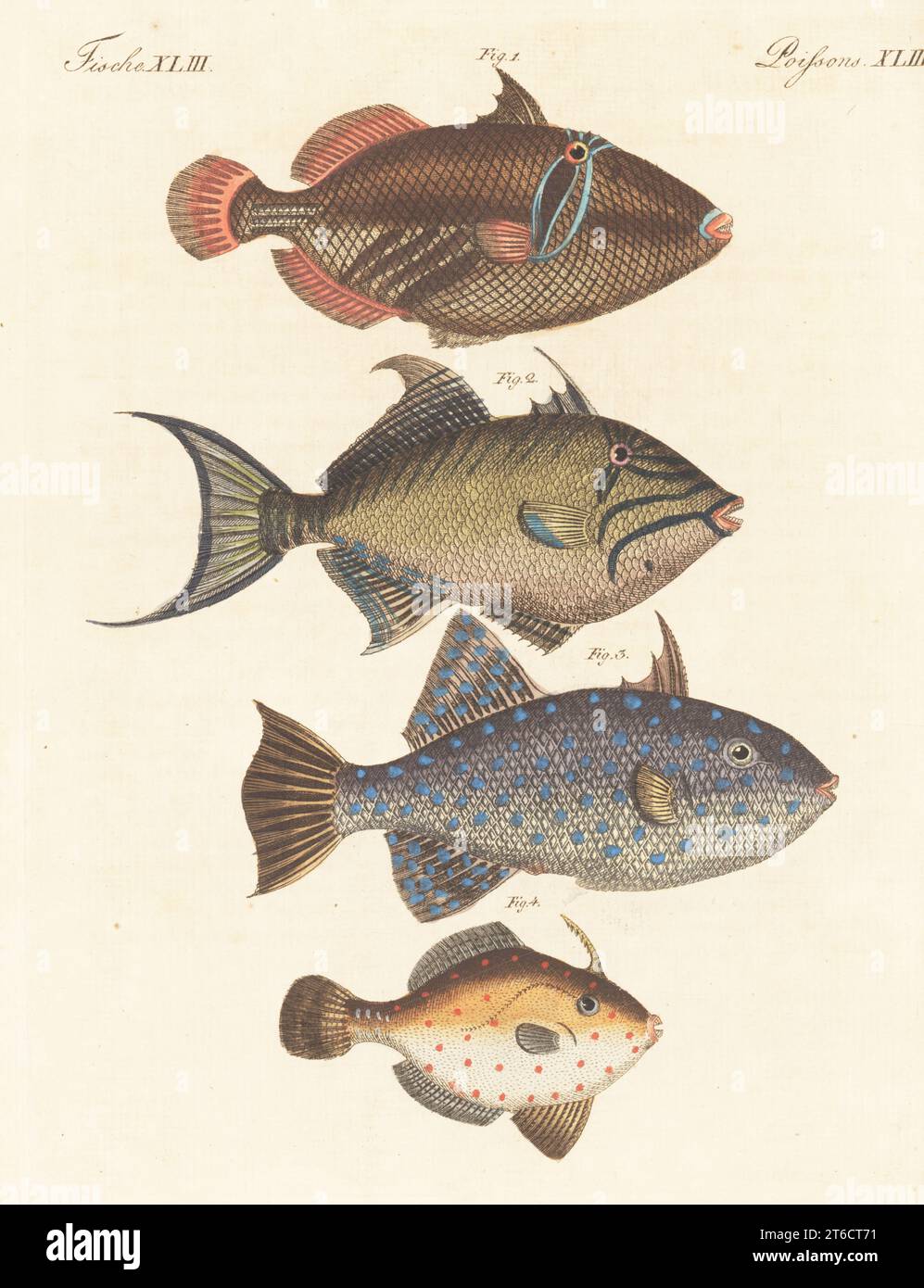 Lagoon triggerfish or Picassofish, Rhinecanthus aculeatus 1, queen triggerfish or old wife, Balistes vetula 2, rough triggerfish, Canthidermis maculata 3, and fan-bellied leatherjacket, Monacanthus chinensis 4. Handcoloured copperplate engraving from Carl Bertuch's Bilderbuch fur Kinder (Picture Book for Children), Weimar, 1813. A 12-volume encyclopedia for children illustrated with almost 1,200 engraved plates on natural history, science, costume, mythology, etc., published from 1790-1830. Stock Photo