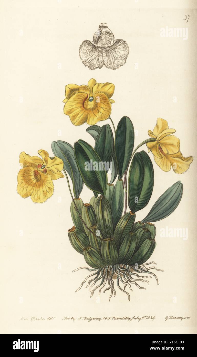 Captain Jenkins' dendrobium orchid, Dendrobium jenkinsii. Native to China, Himalayas and Indochina. Sent from Gualpara by East India Company agent and plant hunter Francis Jenkins to nurseryman George Loddiges. Handcoloured copperplate engraving by George Barclay after a botanical illustration by Sarah Drake from Edwards Botanical Register, edited by John Lindley, published by James Ridgway, London, 1839. Stock Photo