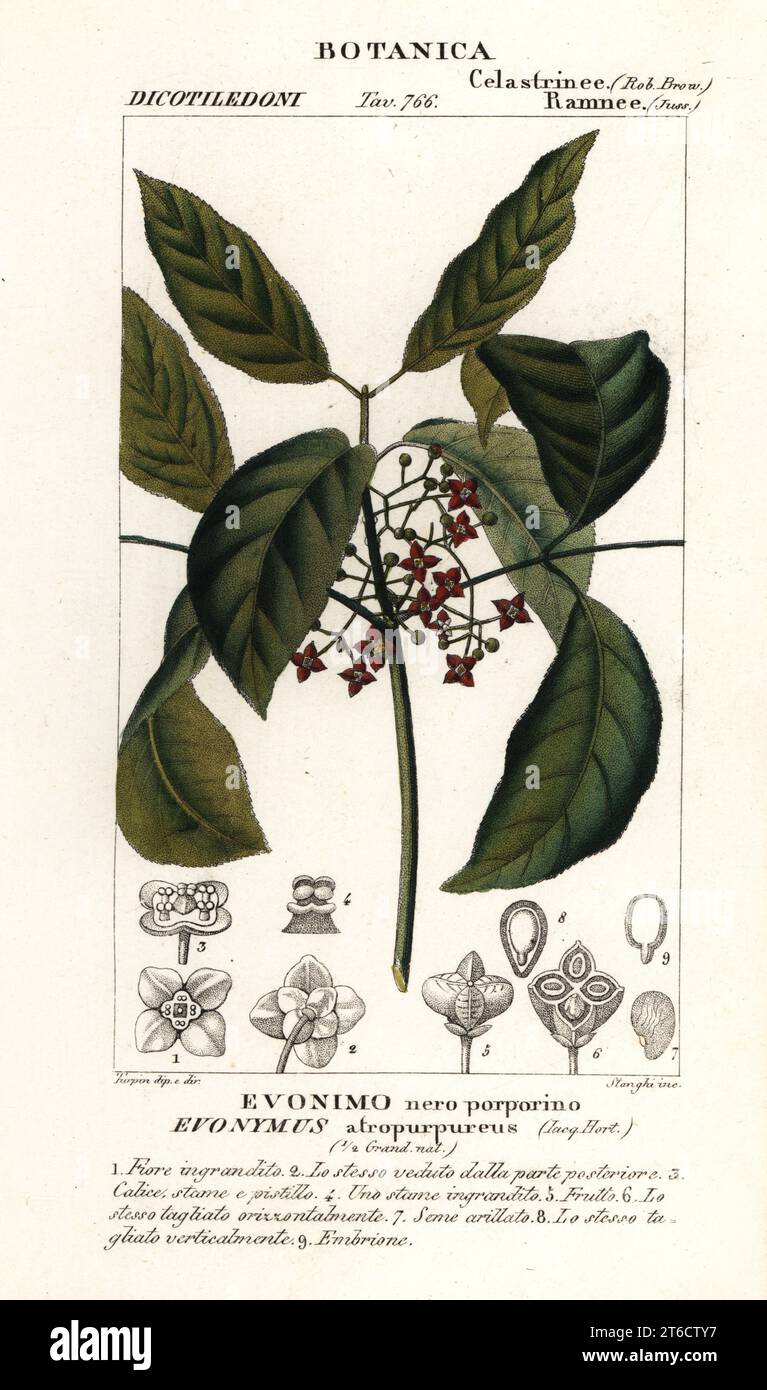 Hamilton's spindletree and Himalayan spindle Euonymus hamiltonianus Euonymus atropurpureus, Evonimo nero porporino. Handcoloured copperplate stipple engraving from Antoine Laurent de Jussieu's Dizionario delle Scienze Naturali, Dictionary of Natural Science, Florence, Italy, 1837. Illustration engraved by Stanghi, drawn and directed by Pierre Jean-Francois Turpin, and published by Batelli e Figli. Turpin (1775-1840) is considered one of the greatest French botanical illustrators of the 19th century. Stock Photo