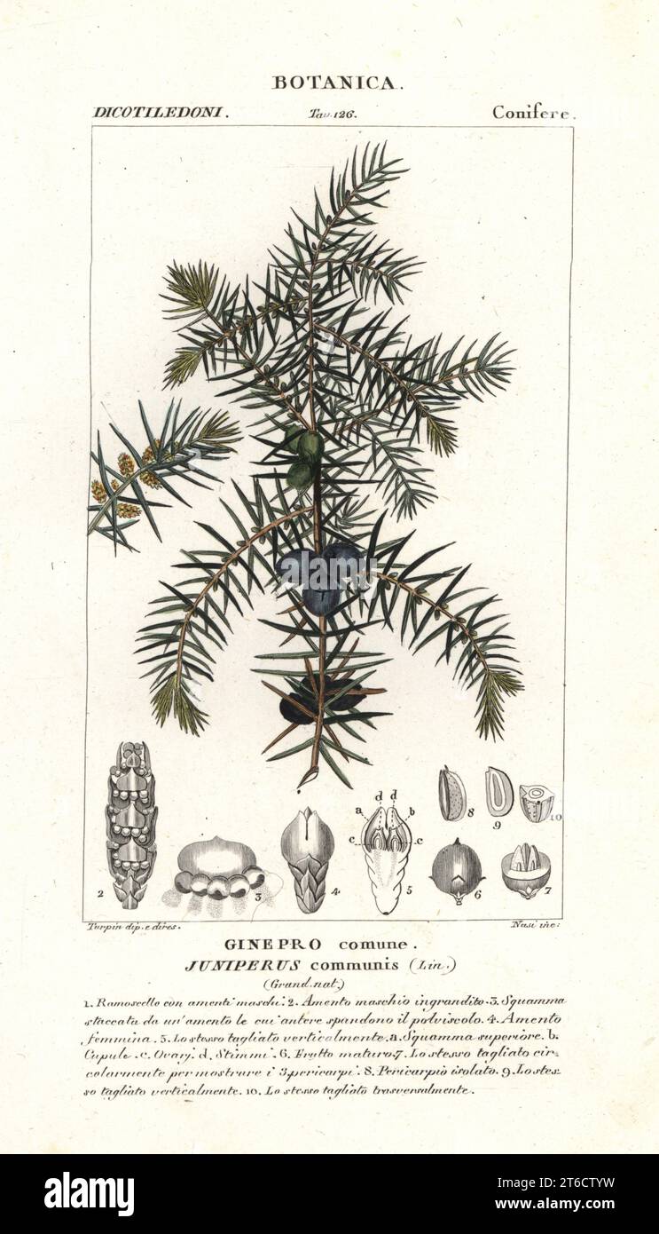 Common juniper, Juniperus communis. Ginepro comune. Handcoloured copperplate stipple engraving from Jussieu's Dizionario delle Scienze Naturali, Dictionary of Natural Science, Florence, Italy, 1837. Illustration engraved by Nasi, drawn and directed by Pierre Jean-Francois Turpin, and published by Batelli e Figli. Turpin (1775-1840) is considered one of the greatest French botanical illustrators of the 19th century. Stock Photo