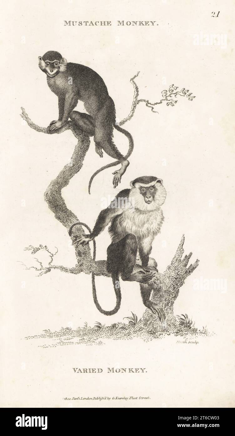 Moustached guenon, Cercopithecus cephus, and mona monkey, Cercopithecus mona. Mustache monkey, Simia cephus, and varied monkey, Simia mona. After illustrations by Jacques de Seve in Comte de Buffon's Histoire Naturelle. Copperplate engraving by James Heath from George Shaws General Zoology: Mammalia, G. Kearsley, Fleet Street, London, 1800. Stock Photo