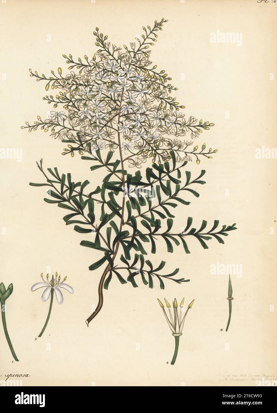 Bursaria spinosa. Thorny itea, Itea spinosa. From New Holland, Australia, in the garden collection of Mary Bright, the Marchioness of Rockingham. Copperplate engraving drawn, engraved and hand-coloured by Henry Andrews from his Botanical Register, Volume 5, self-published in Knightsbridge, London, 1803. Stock Photo
