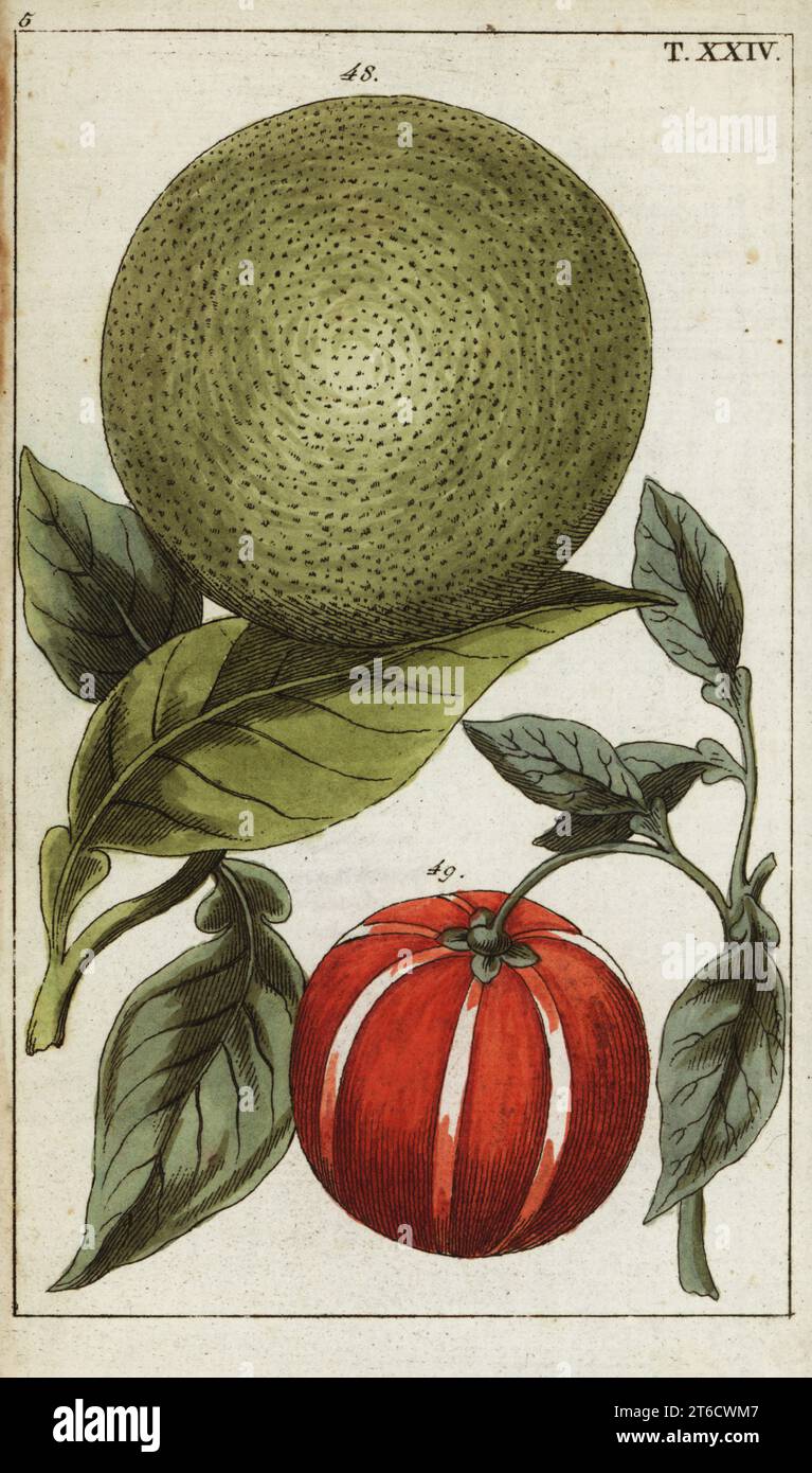 Aus pomelo hires stock photography and images Alamy